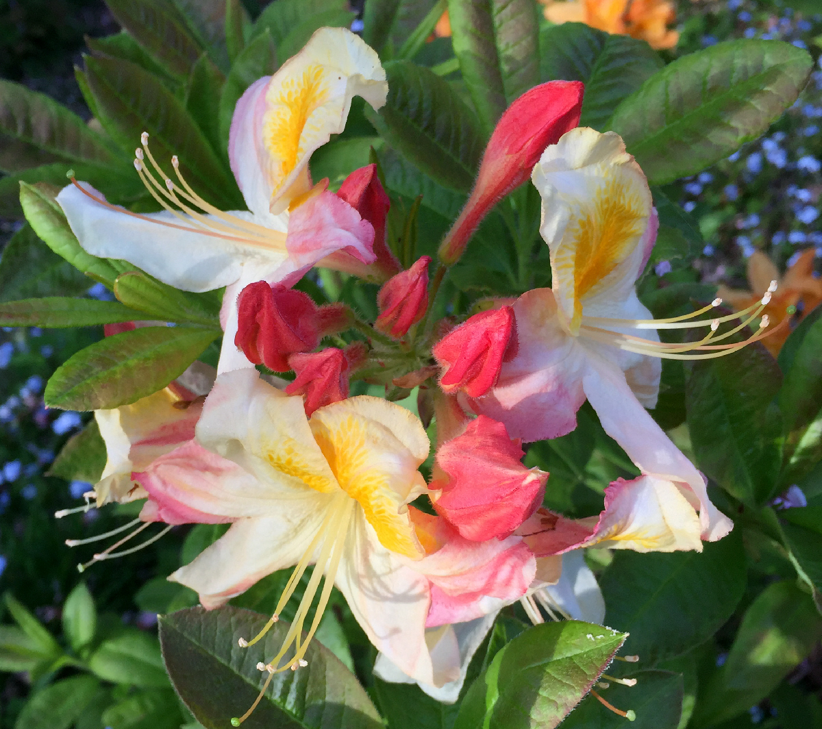 Unknown hybrid